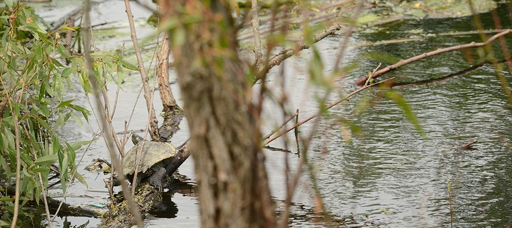 A map turtle is seen near pine trees, open water and cattails in a Richmond Hill wetland along the Oak Ridges Moraine corridor, a lovely place to enjoy a walk in nature, a breath of fresh air and a good place to see biodiversity