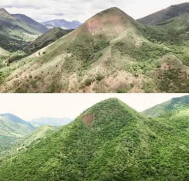 Atlantic Forest, Brazil, 2013-2017