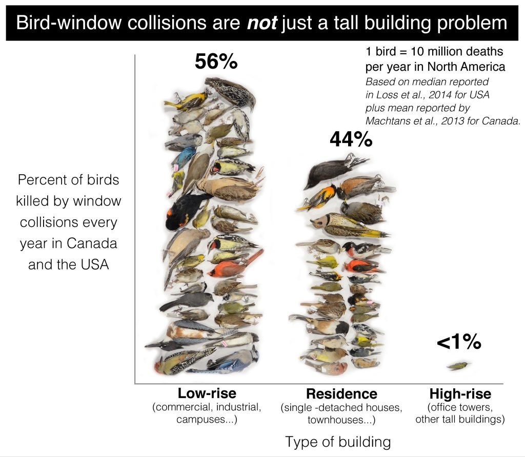Bird-window collisions are not just a tall building problem, low-rise buildings account for 56% of bird collisions and residential buildings account for 44% of bird collisions whereas high-rise buildings account for 1% of bird-collisions according to a 2013 and 2014 research source.