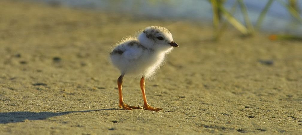 Piping plover chick on a Great Lakes beach, endangered species
