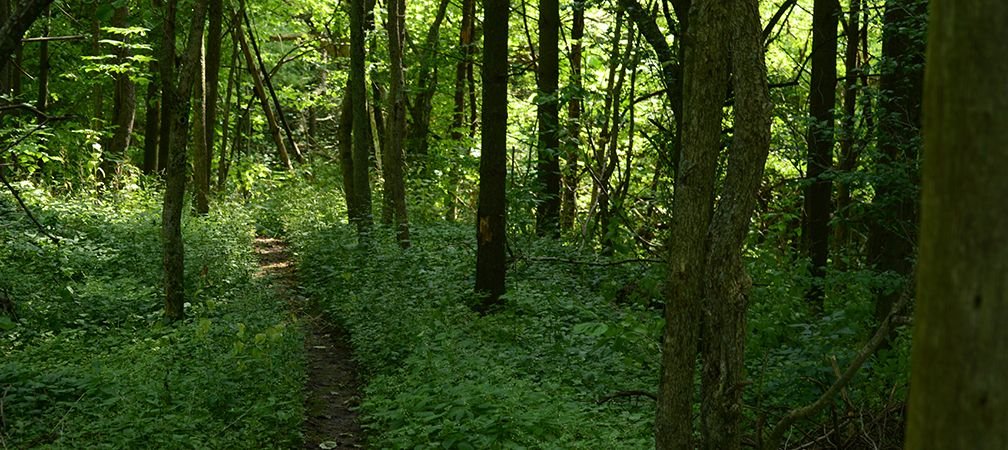 Entryway trail, G.G. Newton Nature Reserve, 2014, garlic mustard, invasive species removal, habitat renaturalization, stewardship, rewilding, protected area, nature reserve, hiking trail, Huron Fringe