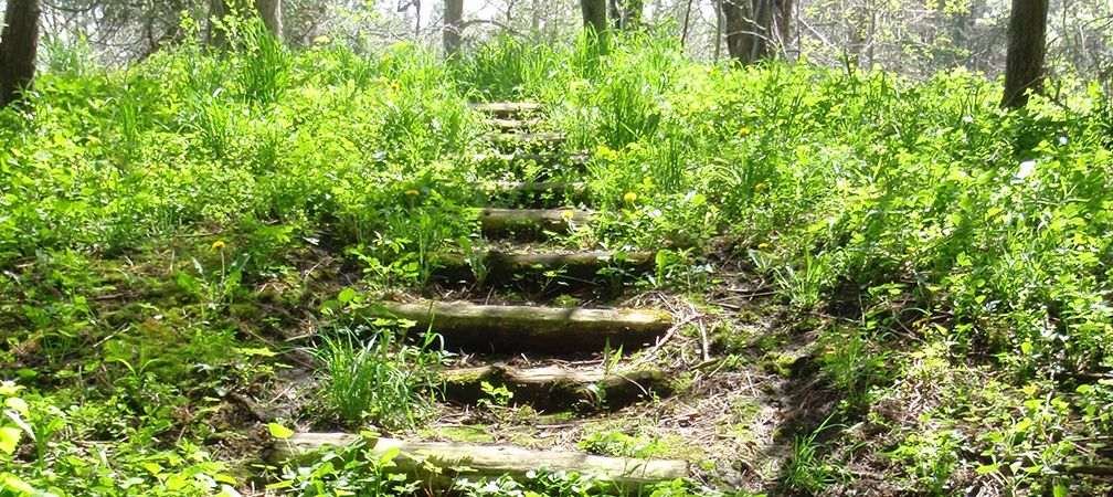 Uphill forest trail, G.G. Newton Nature Reserve, May 18 2011, spring, woodlands, protected area, Huron Fringe
