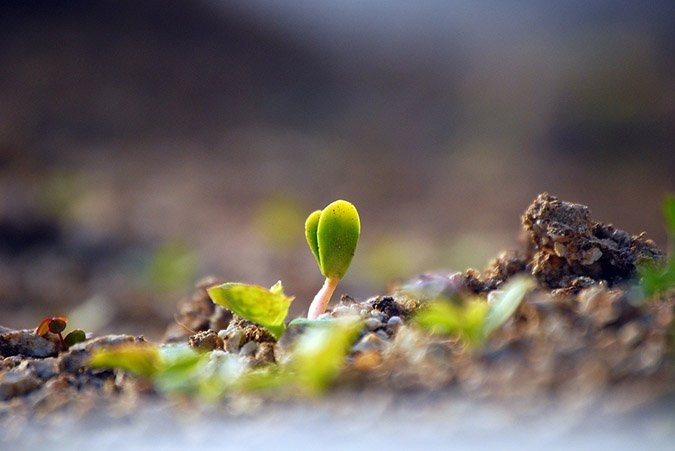 When you start seeds, you'll want to remove the plastic covering when you see cotyledons.