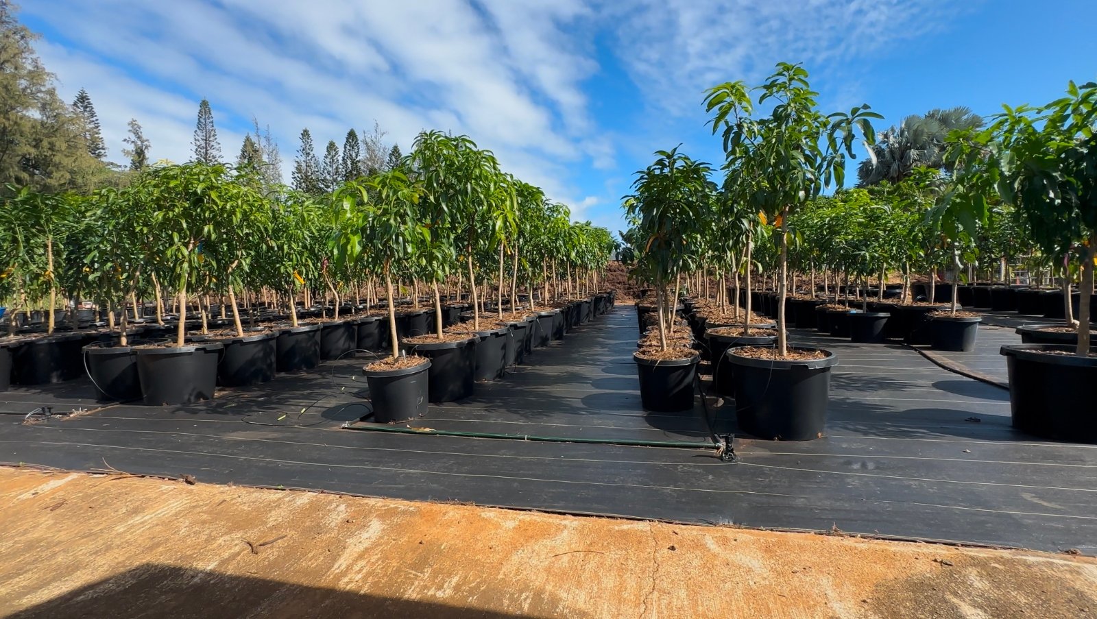 Mango trees lined up in pots