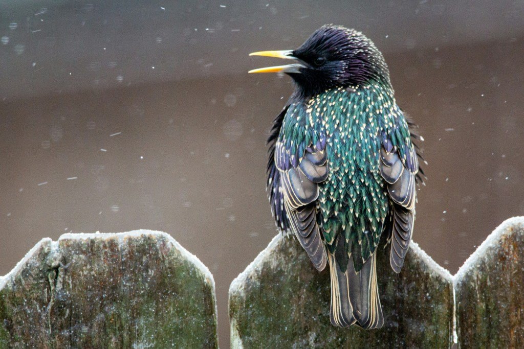 A starling, with its beak open mid-cry, sits on top of a wooden fence in light snow.