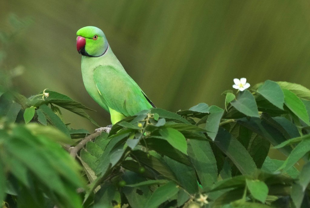 A rose ringed parakeet sits in a bush and looks towards the camera. There is a small white cherry flower to his right.