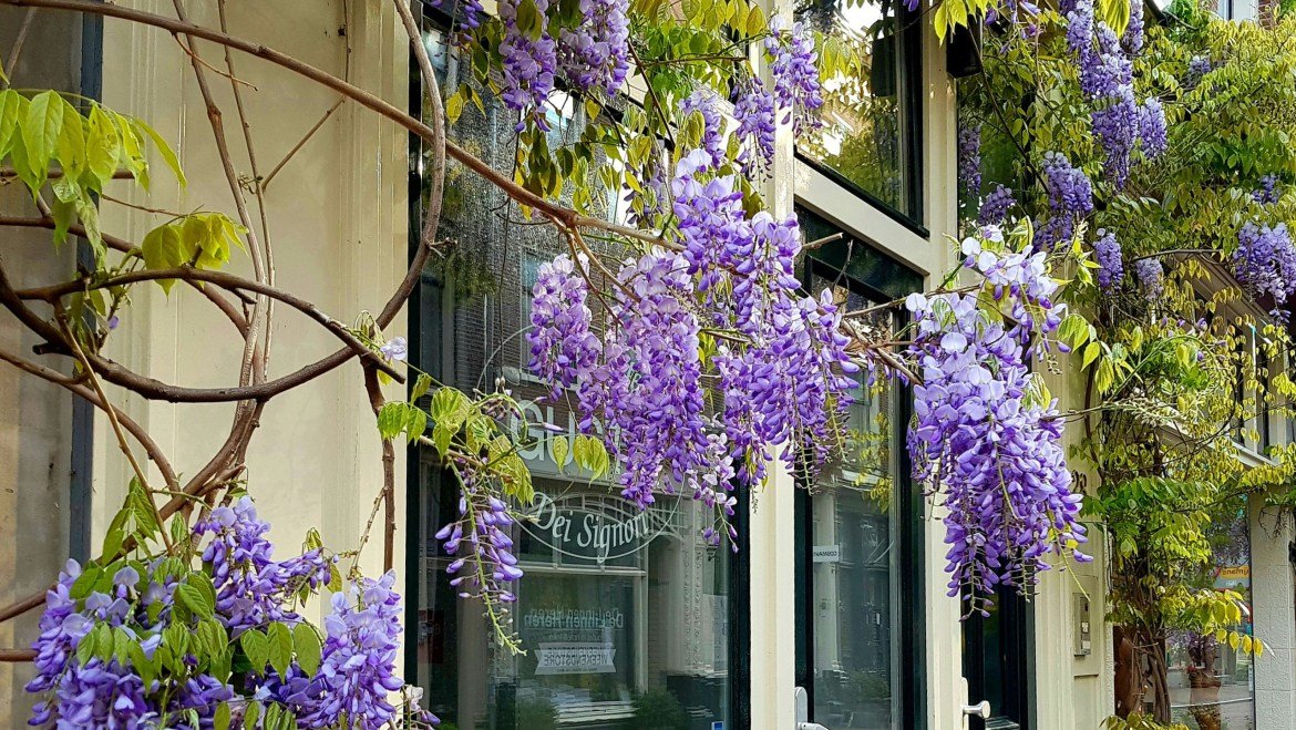 Lilac wisteria grows across the front of a cream coloured building. 