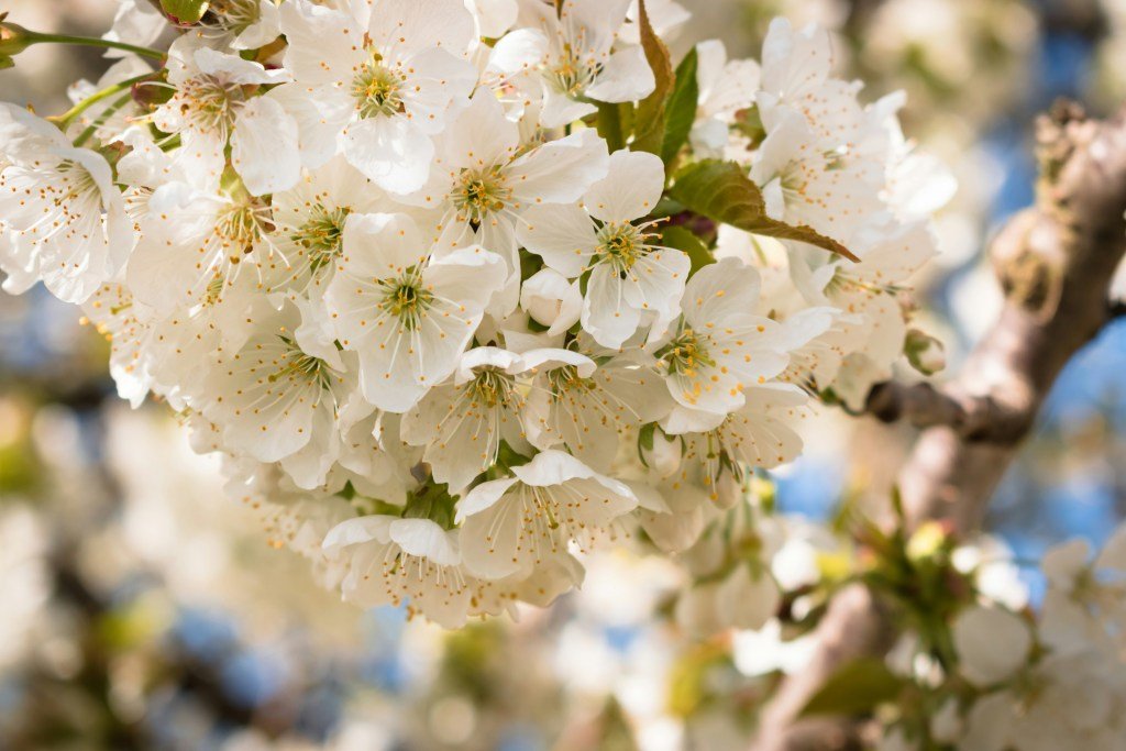 A close up photo of bunch of cherry blossom from a sour cherry tree, in Spring sunlight.