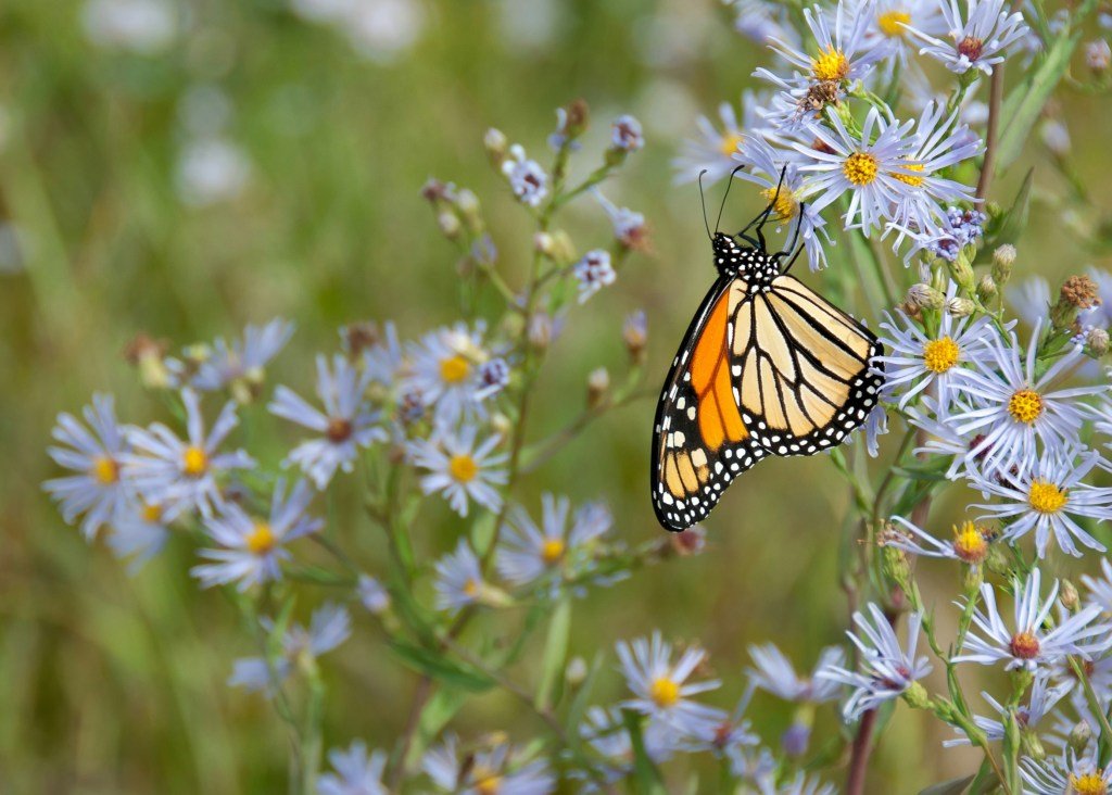 A monarch butterfly takes a short rest and feed on a small plant with purple flowers. 