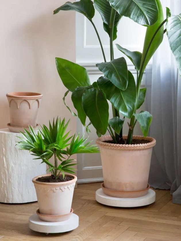 indoor plants from fair trade marketplace GOODEE