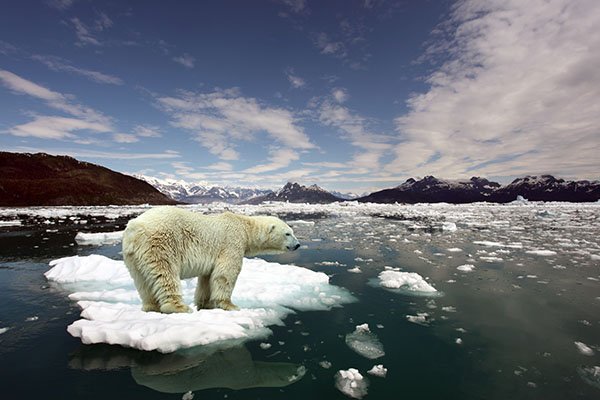 Global Warming Effect Polar Bears