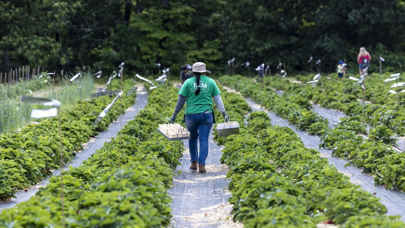 a farmworker walks between rows of crops