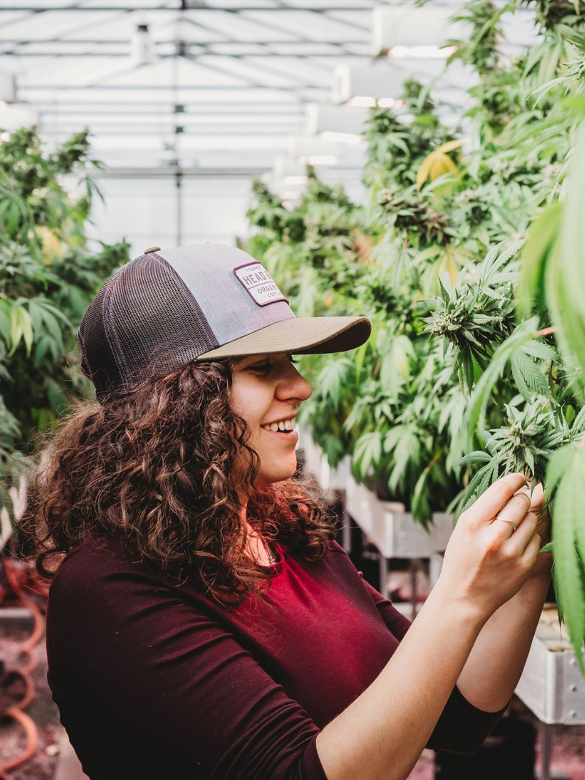 A woman inspects and tends to cannabis plants inside a greenhouse, surrounded by rows of mature marijuana foliage.
