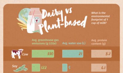 Dairy vs. Plant-Based Milk: Which Is Greener?