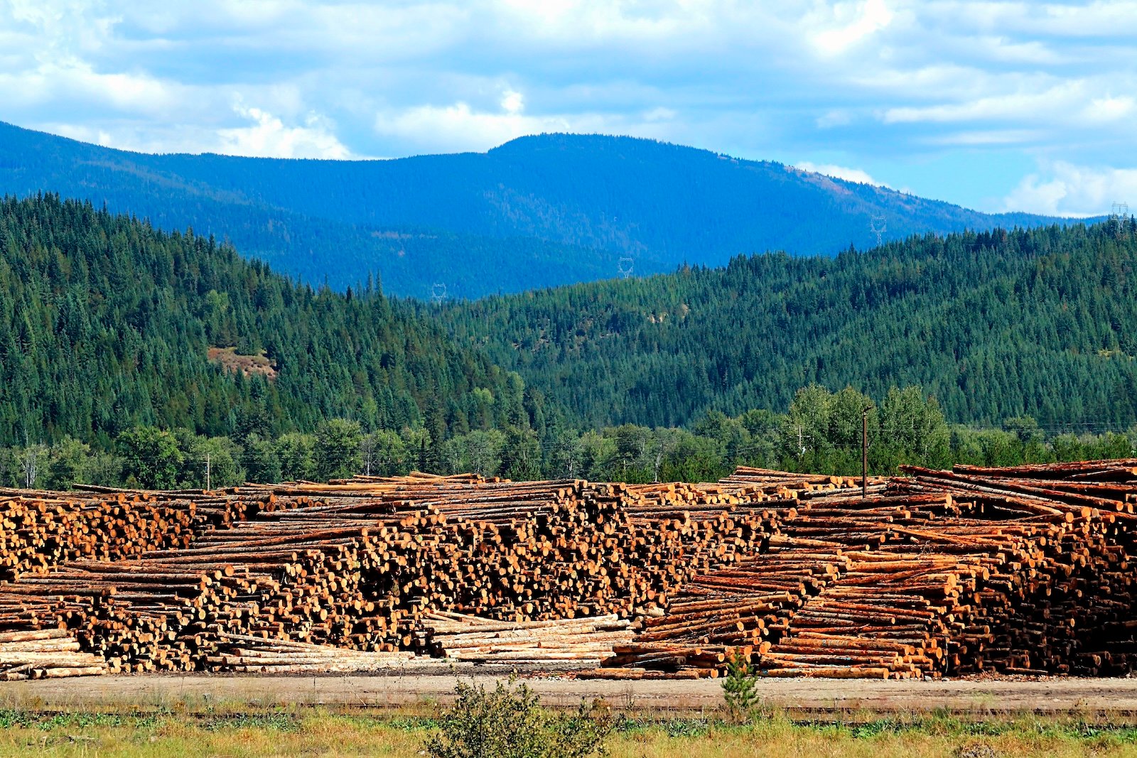 Logs sit in piles outside of a forest