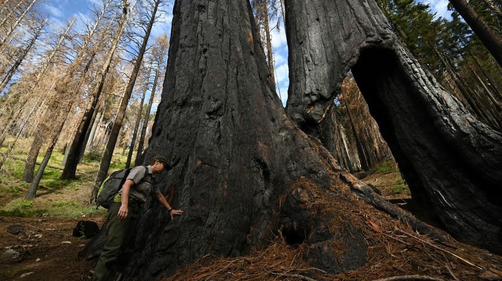 Park ranger examines burn scars on sequoia