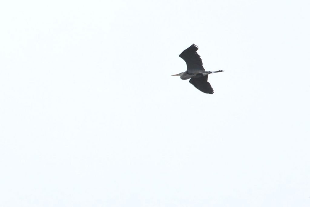 Great blue heron in flight above Petrel Point Nature Reserve