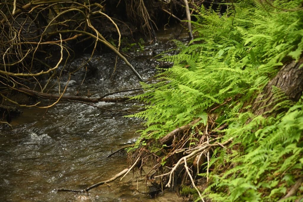 Ferns along Silver Creek, fresh clean coldwater stream in a healthy forest