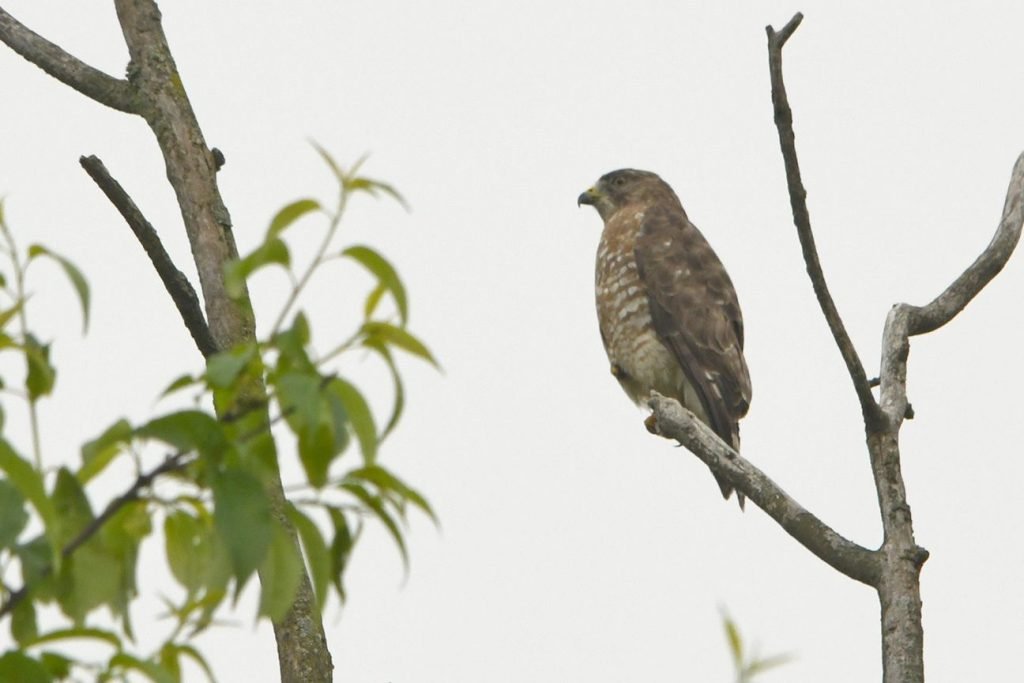 A broad-winged hawk rests during migration and perches on a branch nearby a forest along a field edge