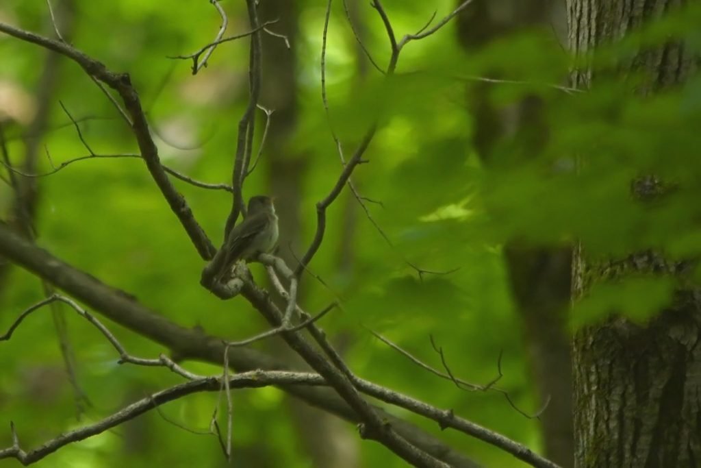 An eastern pewee sings in the forest at Altberg Wildlife Sanctuary seeking out competitors and potential mates and proclaiming its territory