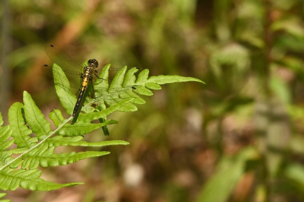 A black and yellow belted whiteface dragonfly rests and basks on a fern frond at Ontario Nature's Altberg Wildlife Sanctuary in the Kawarthas