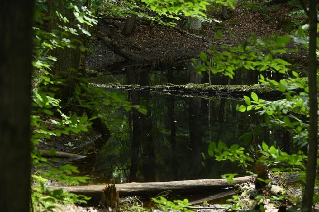 A beautiful vernal pool at Altberg Wildlife Sanctuary in the Kawarthas reflects the canopy and the light through the forest around it