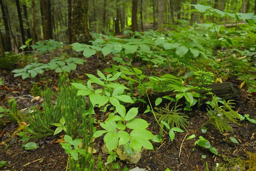 A captivating array of miniature tree-like club mosses at Ontario Nature's Altberg Wildlife Sanctuary