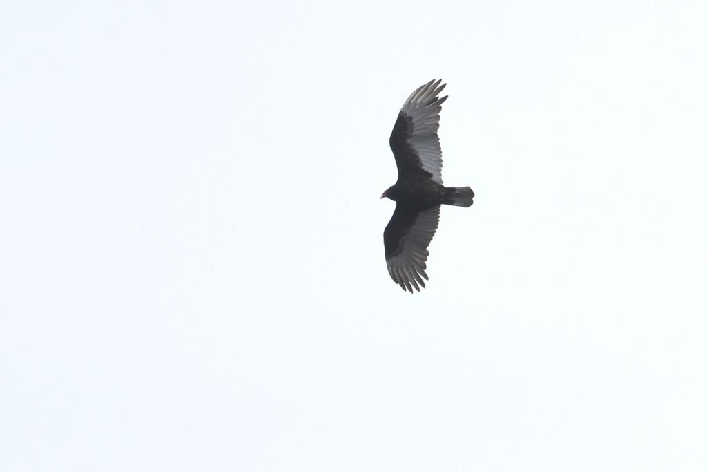 Turkey vulture in flight above Petrel Point Nature Reserve