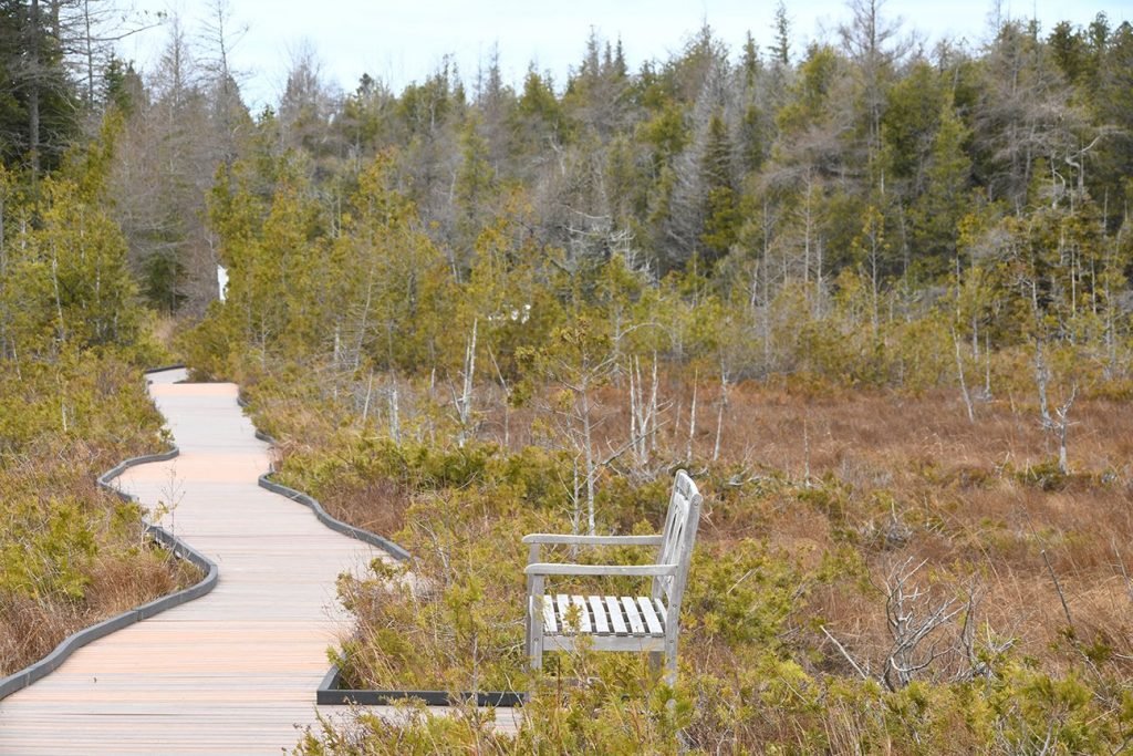 A perfect spot for bird watching or nature watching, a conveniently located bench along an accessible boardwalk near Lake Huron