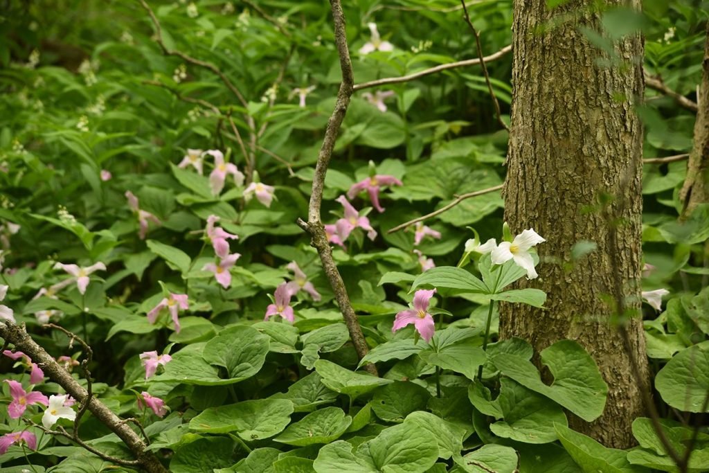 a carpet of trilliums and ephemeral wildflowers beautify the forest at Lawson Nature Reserve