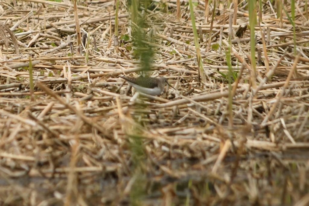 A solitary sandpiper shorebird forages in wetland habitat at Lawson Nature Reserve