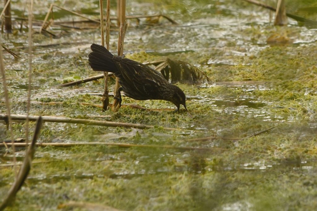 A red-winged blackbird songbird forages in wetland habitat at Lawson Nature Reserve, red-winged blackbird female
