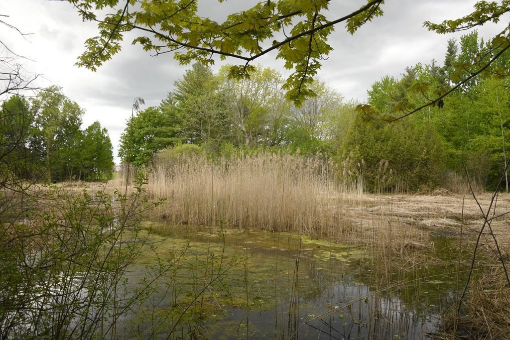 Bucknell Wetland, a restored or established Lawson Nature Reserve, rewilding, habitat restoration, natural systems, local ecosystems