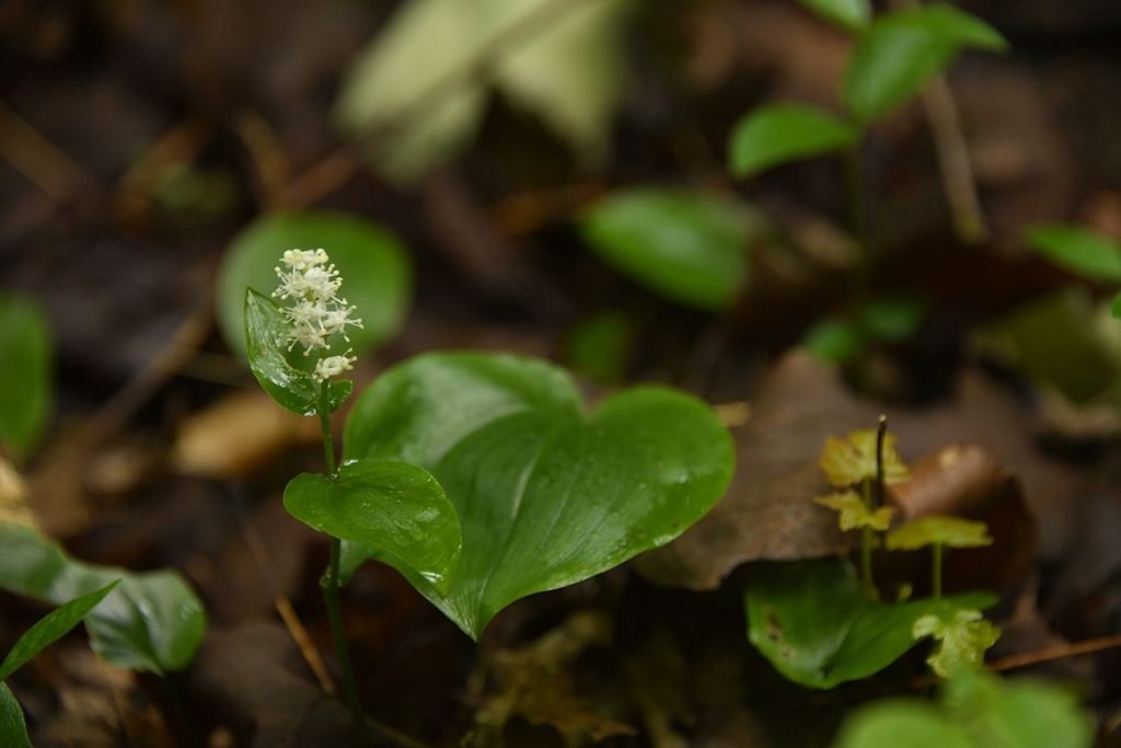 A Canada mayflower blossoms in the forest at Willoughby Nature Reserve