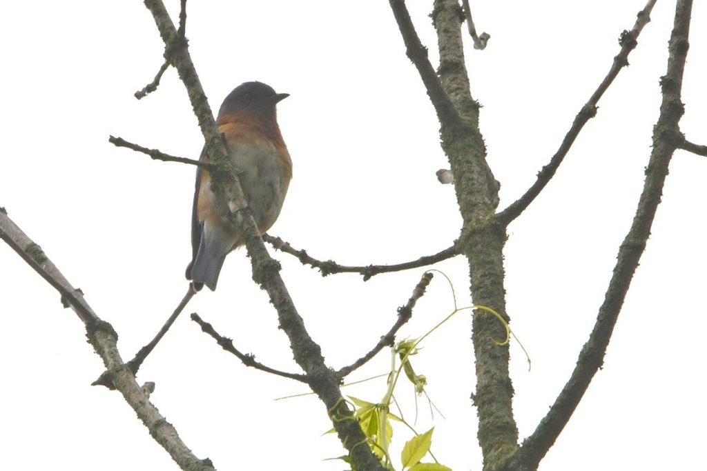 An eastern bluebird perches in a tree along a field edge at Willoughby Nature Reserve