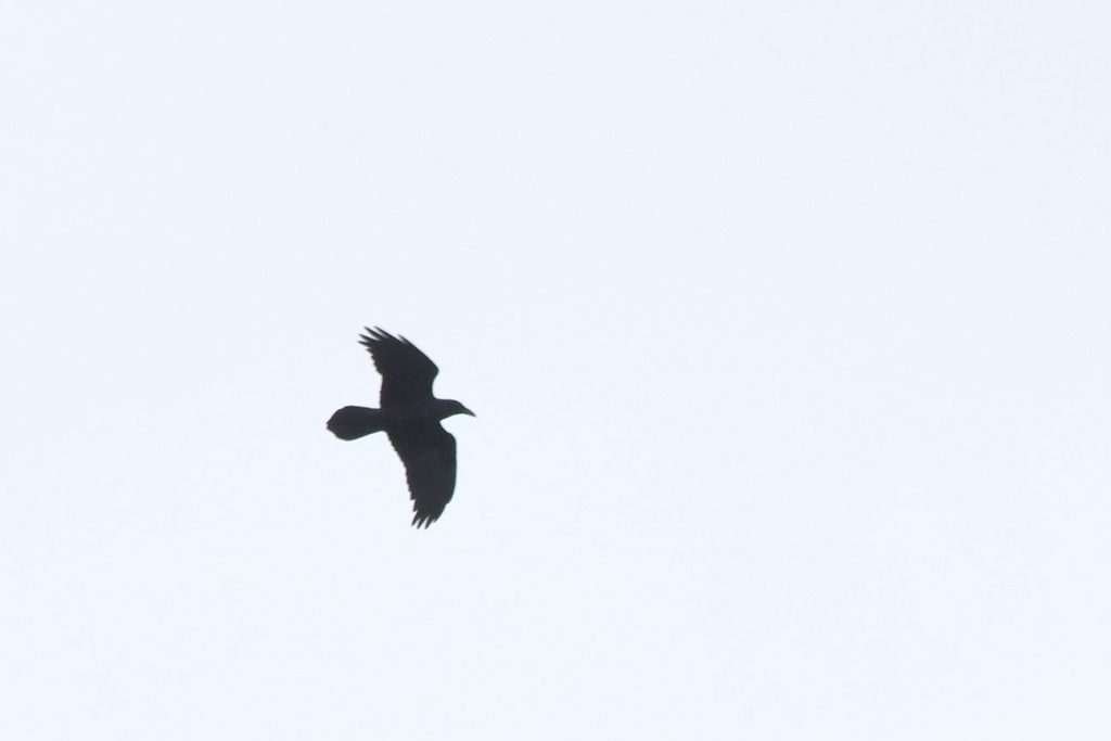 A raven in flight above Petrel Point Nature Reserve near Lake Huron