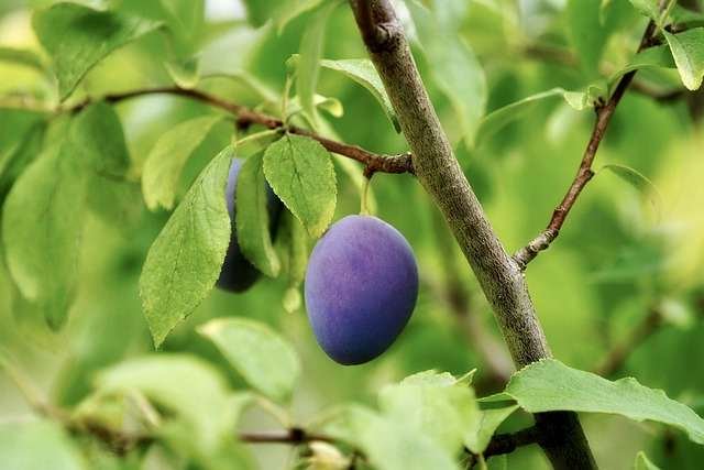 Japanese Plum