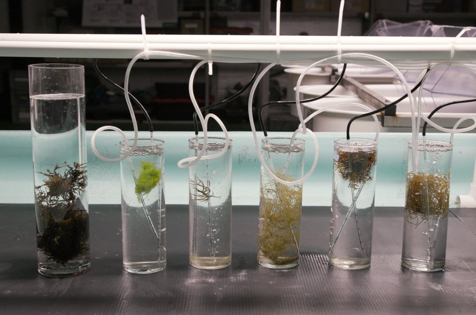 A row of test tubes with snippets of seaweed inside