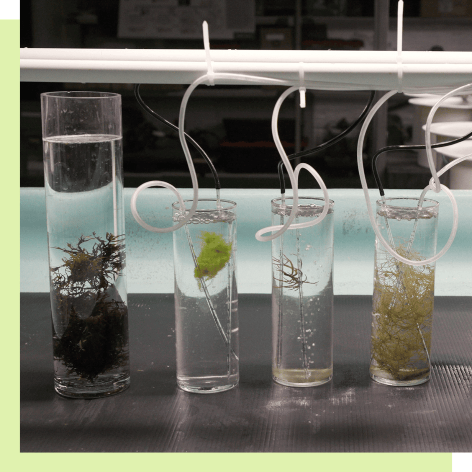 Five test tubes full of seaweed with smaller tubes coming out of them in a lab setting