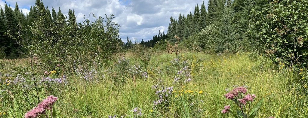 Cushing Lake, FSC Designated Conservation Land, certified forest, Ontario