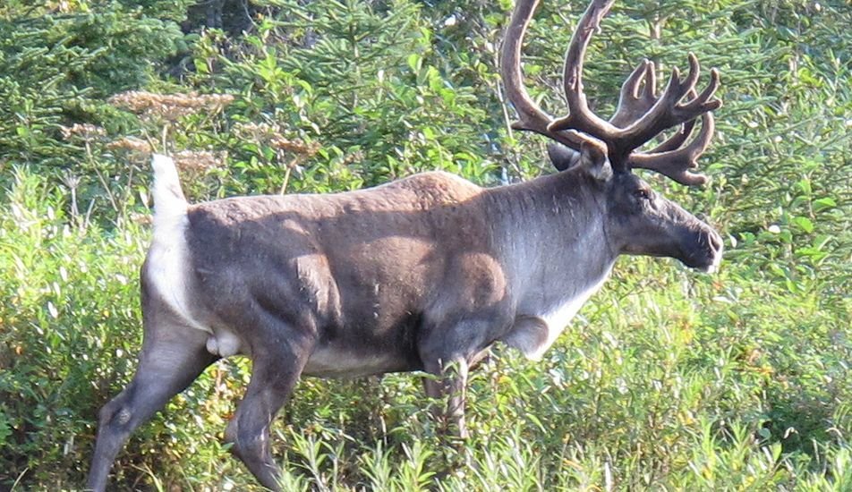 Boreal woodland caribou bull in Ontario