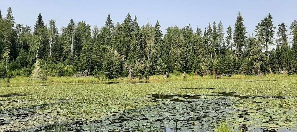 Wabigoon Forest (FSC), Nabish Wetlands, Forest Stewardship Council, traditional territory