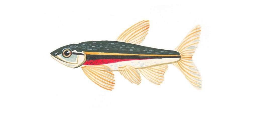 Redside dace, endangered species, minnow, eats mosquitos, species at risk, Toronto area species at risk, Toronto area endangered species, freshwater endangered species, insectivore