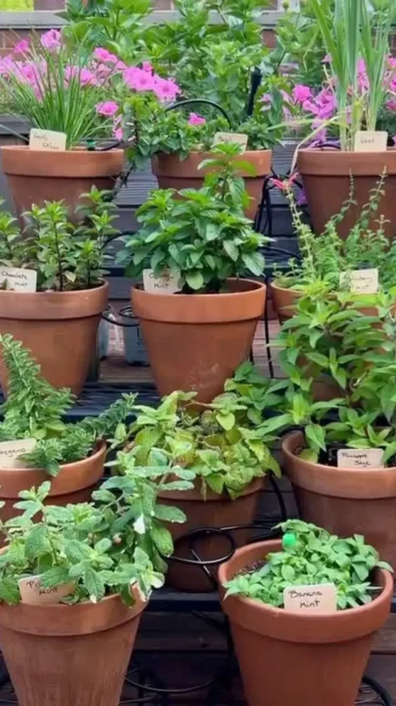 Container Gardening Container Gardening