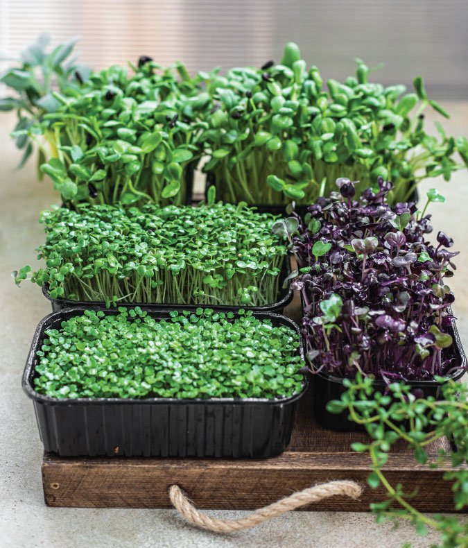The Grow Network | How to Grow Microgreens