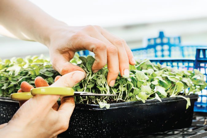 The Grow Network | How to Harvest Microgreens