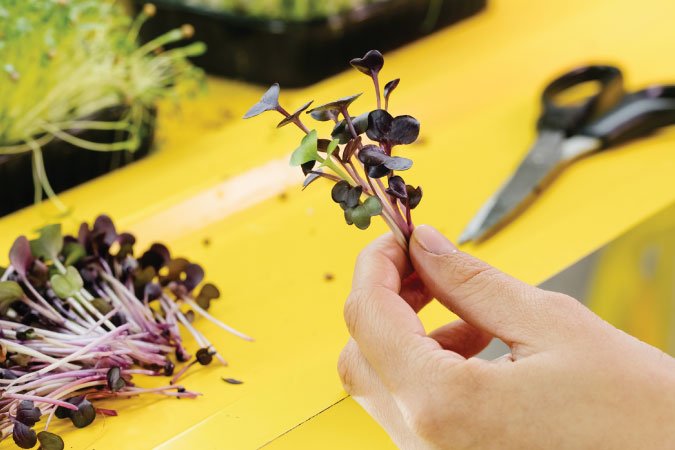 The Grow Network | How to Harvest Microgreens