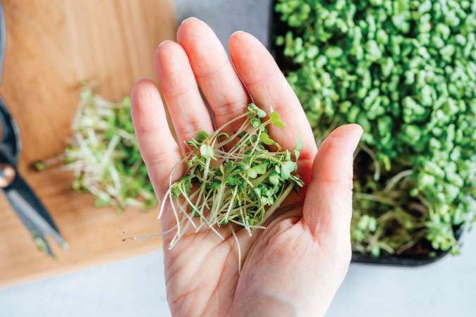 The Grow Network | How to Grow Microgreens