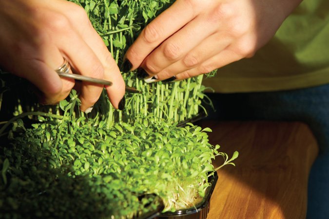 The Grow Network | How to Harvest Microgreens