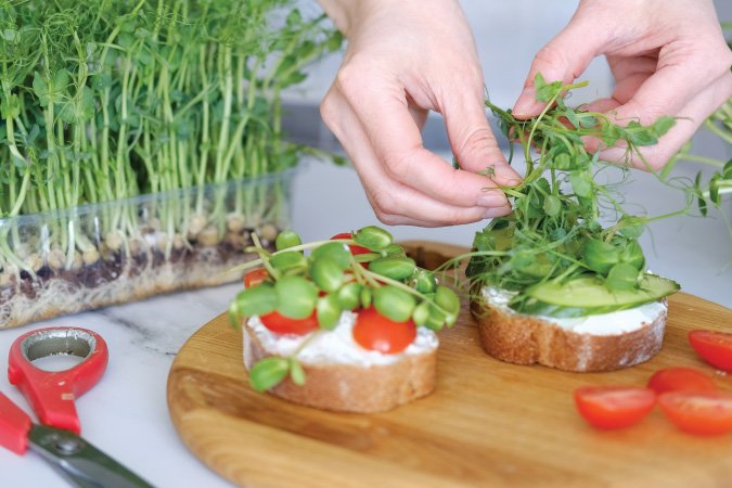 The Grow Network | Eating MIcrogreens